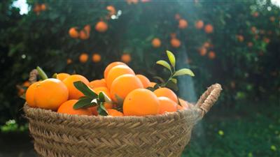 Naranjas Quique
