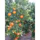Naranjas de Mesa 5 Kg. y Mandarinas 5 Kg.