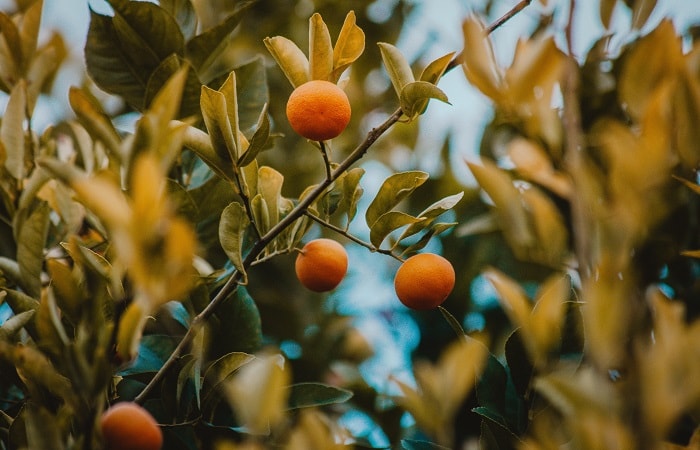 temblor Armario dramático Cómo es un día de recolecta de naranjas con métodos tradicionales? |  Naranjas Quique