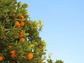 ¿Cuándo es la temporada de naranjas?