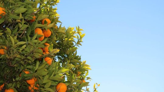 ¿Cuándo es la temporada de naranjas?